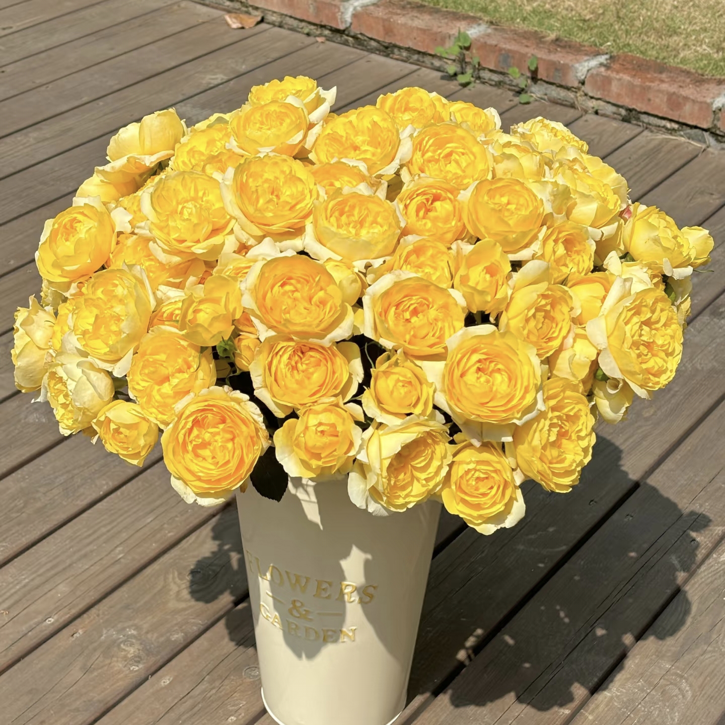 【云舍精选】稀有杨桃汁阳台多头玫瑰 满两单或以上包邮 - 图1