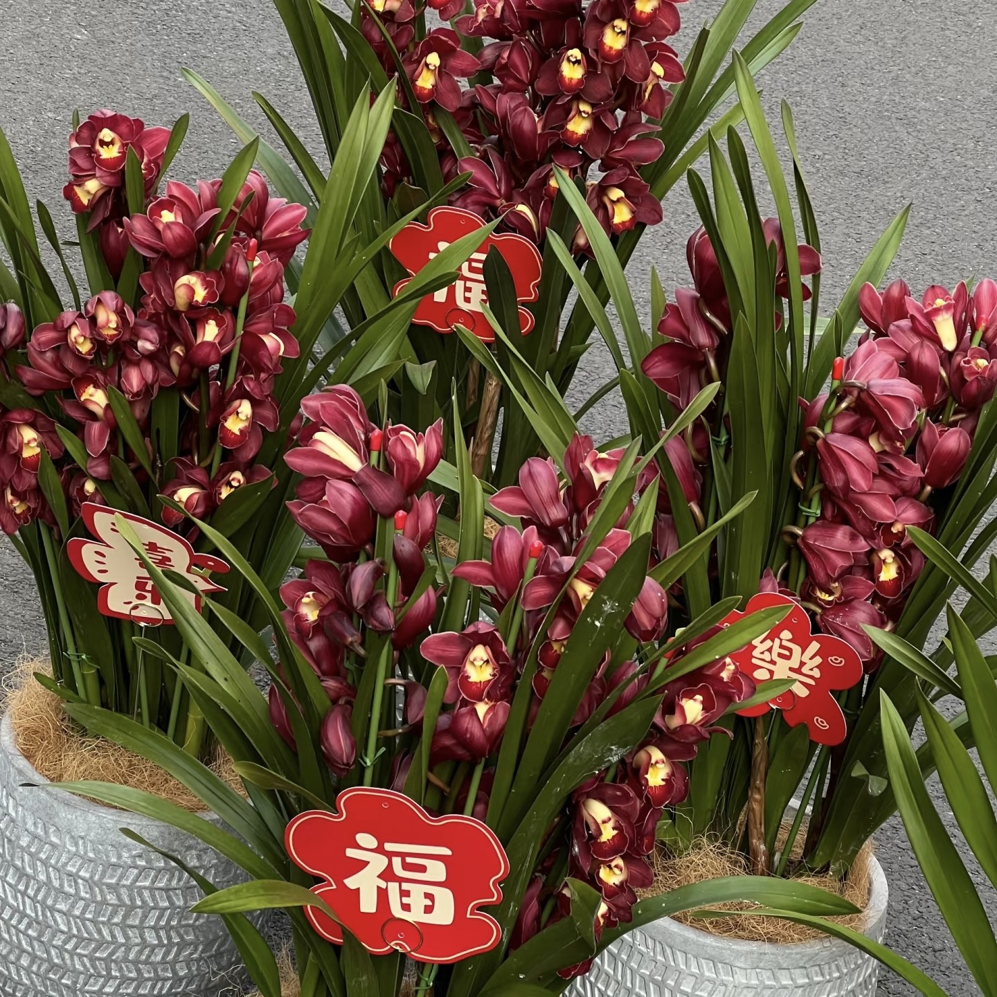 云舍臻选【年宵花】紫气东来大花蕙兰盆栽5剑及以上 1单包邮,淘宝优惠券,粉丝福利购,淘宝优惠卷