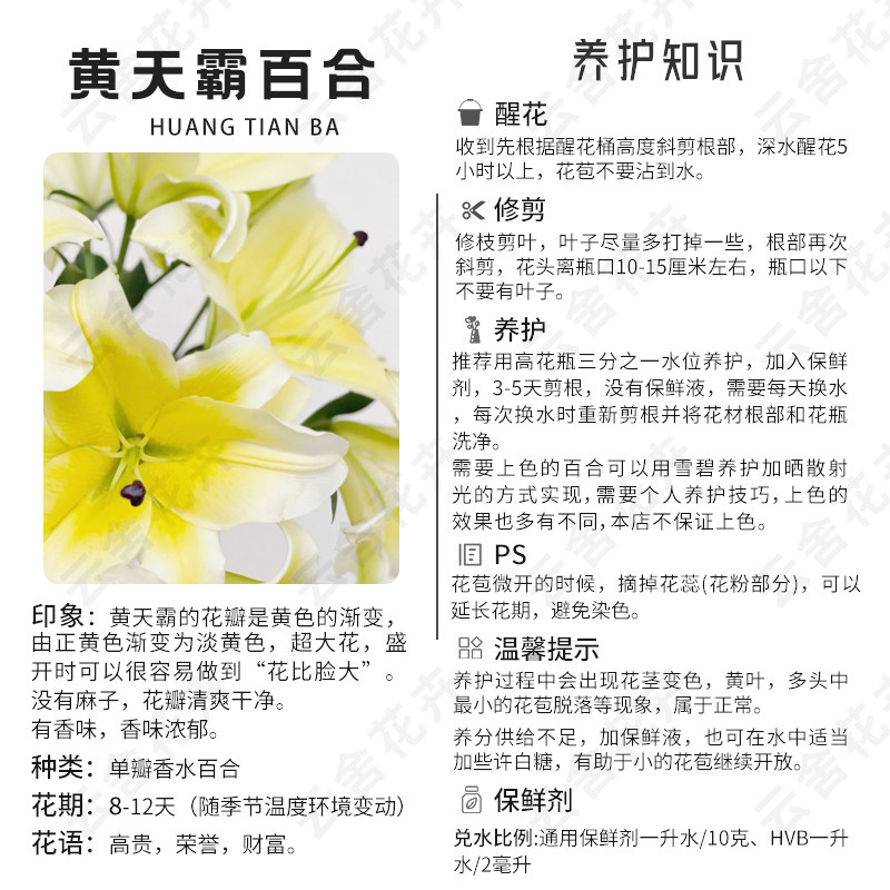 【云舍精选】黄天霸单瓣百合 任意组合2单或以上冷链包邮鲜切花,淘宝优惠券,粉丝福利购,淘宝优惠卷