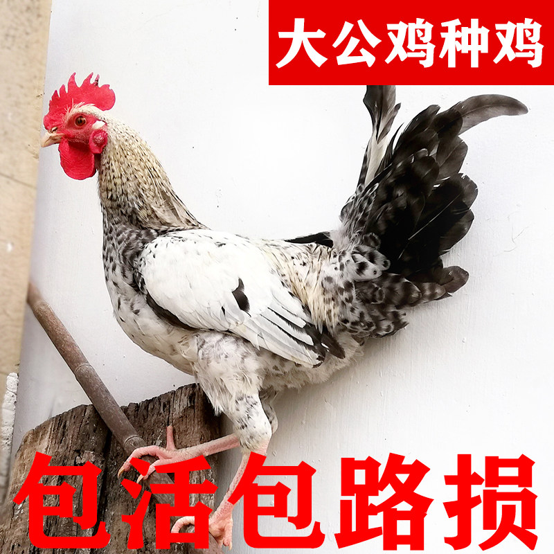 农家散养大公鸡活体鹊山鸡土公鸡活鸡走地鸡种鸡包活到家观赏公鸡,淘宝优惠券,粉丝福利购,淘宝优惠卷