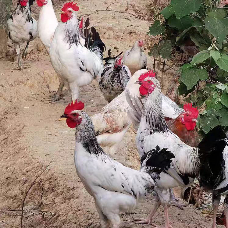 农家散养大公鸡活体鹊山鸡土公鸡活鸡走地鸡种鸡包活到家观赏公鸡,淘宝优惠券,粉丝福利购,淘宝优惠卷