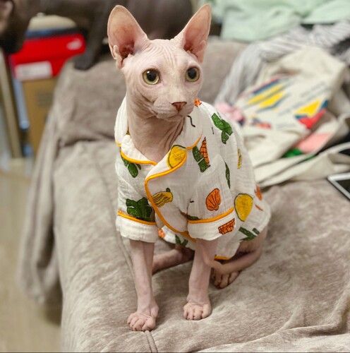 春夏薄款睡衣纯棉吸汗透气小清新斯芬克斯无毛猫德文衣服包邮 - 图1