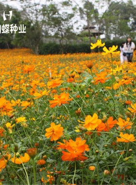 硫华菊花种子籽黄波斯菊种子夏季耐热庭院花卉黄秋英花草种子易种