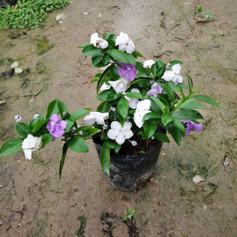 鸳鸯双色茉莉花苗紫色茉莉盆栽浓香型植物四季开花易种活带花苞-图0