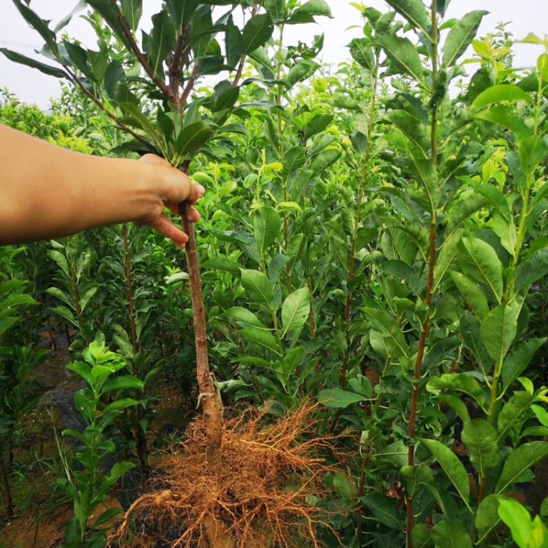 李子树苗桃形李树苗红心李子树苗南北方庭院地栽果树苗当年结果苗 - 图1