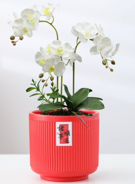 陶瓷花盆大红色中国风新年高档喜庆轻奢蝴蝶兰专用君子绿植花盆