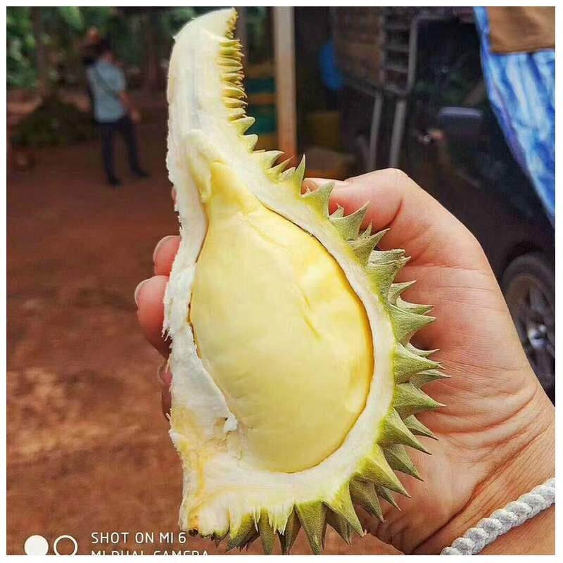  广农乐榴莲