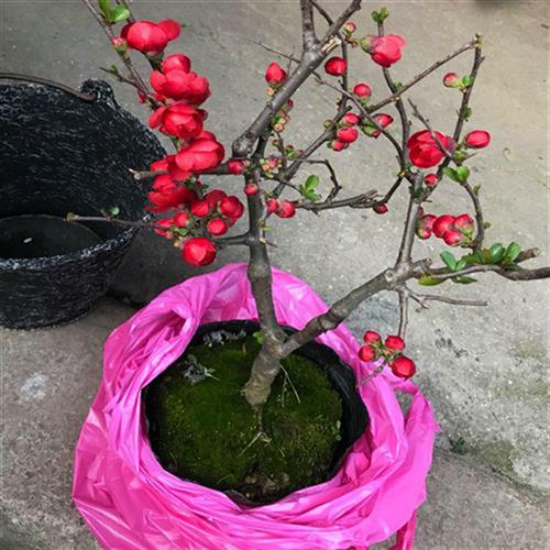 盆景花树树木盆栽花草植物室内真盆景海棠花四季开花重瓣家里好养-图1