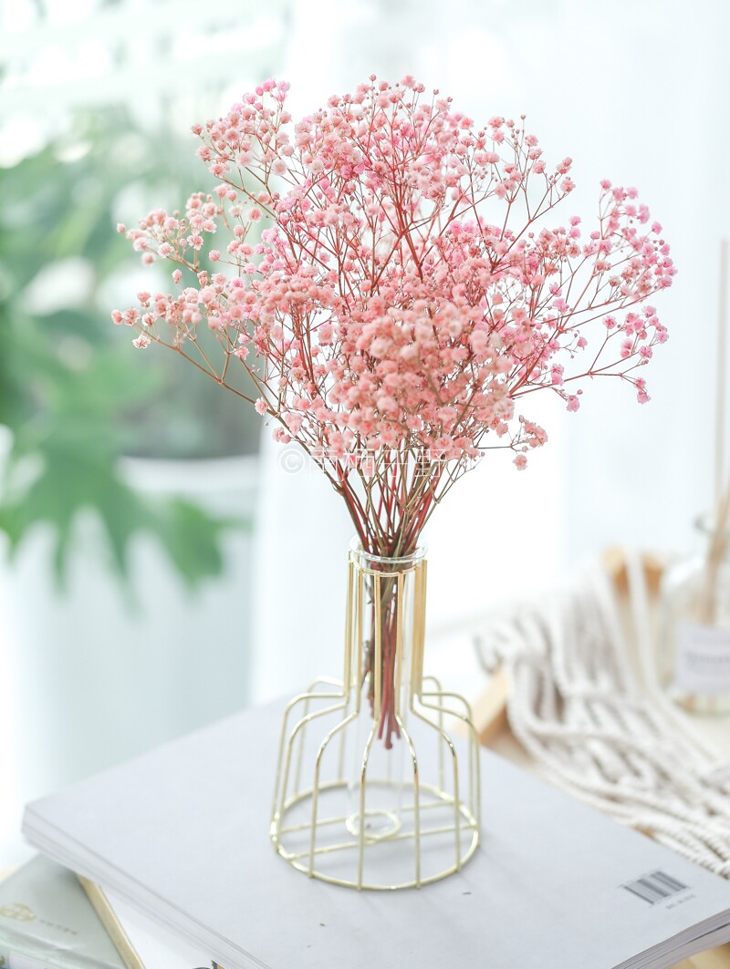 粉色兔尾草满天星干花真花风干天然客厅摆设树枝ins家居植物花卉