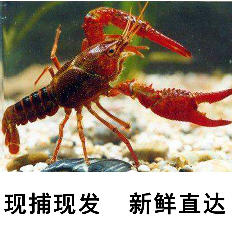 3斤包邮新鲜小龙虾生鲜水产体冰虾 奇愿活虾