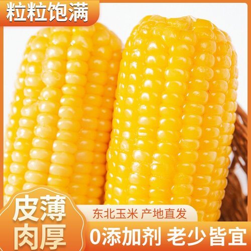 （有试吃）东北新鲜头糯九茬大棒粘糯玉米粘苞米一箱10支6斤左右 - 图2