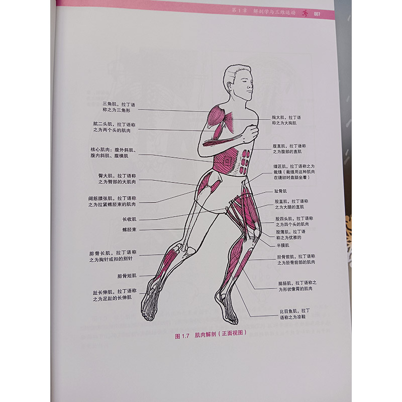 基于生物力学的无伤跑法 第2版 调整跑步形式和进行特定的练习提高肌腱弹性 身体有效吸收这些力量并且以弹性反冲形式储存这些力量 - 图2