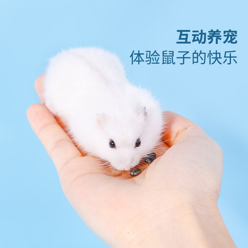 仓鼠磨牙棒可食用冻干豆腐小花枝鼠金丝熊蜜袋鼯刺猬龙猫兔子零食 - 图2