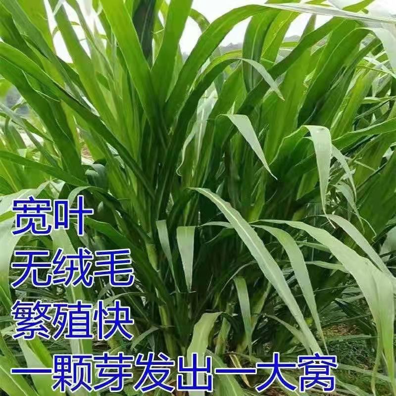 进口耐寒大叶无毛甜象草3号牧草种子多年生四季青高产养猪牛羊鱼-图2