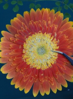 diy非洲菊手工滴胶装饰画干花