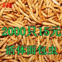 6 Lions rabbit Silicone Mousse Molds SOLID CARTOON SMALL WHITE RABBIT PUDDING MILK JELLY MOLD PEACH JELLY BAKING