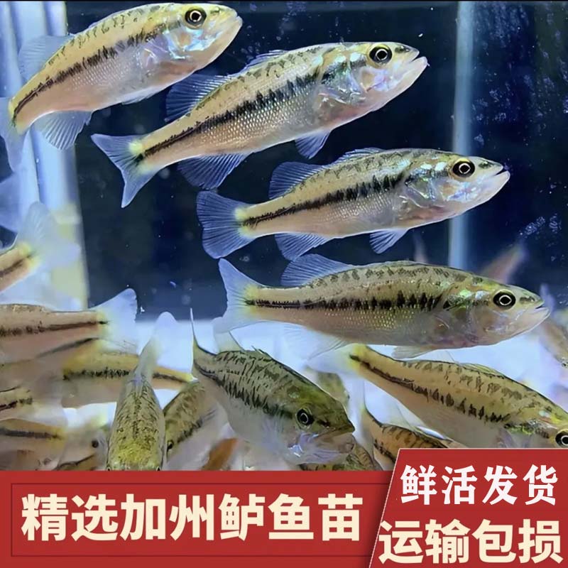 鲈鱼苗淡水养殖食用鱼塘好养凶猛路亚优鲈大口冷水加州鲈鱼鱼苗-图0