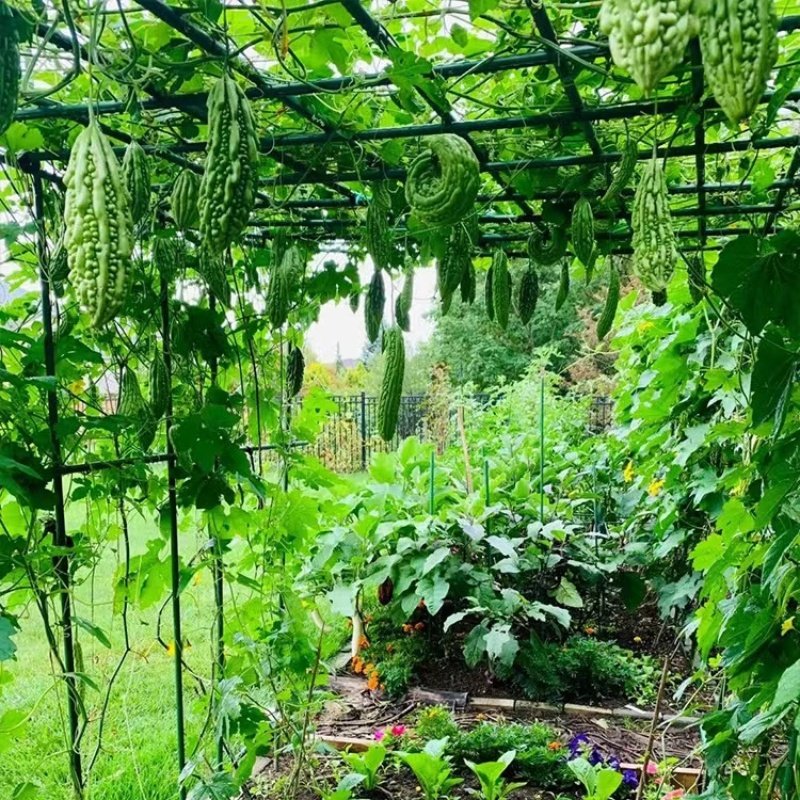 户外庭院花架番茄青瓜豆角植物爬藤架园艺菜园蔷薇月季盆栽支撑杆,淘宝优惠券,粉丝福利购,淘宝优惠卷