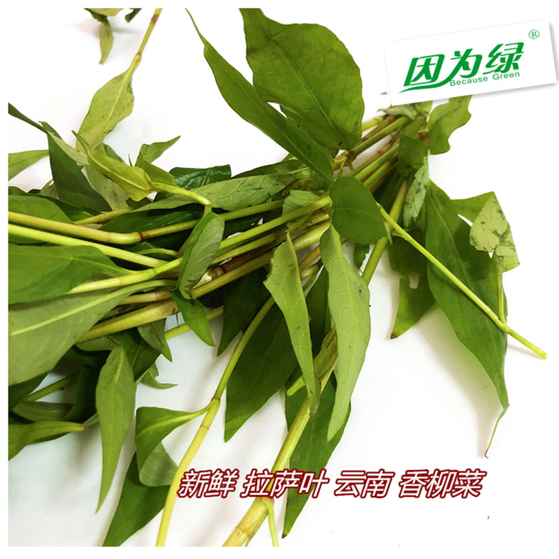 新鲜香料叻沙叶拉莎叶拉沙叶拉萨叶云南香柳菜江浙沪5件包邮-图1