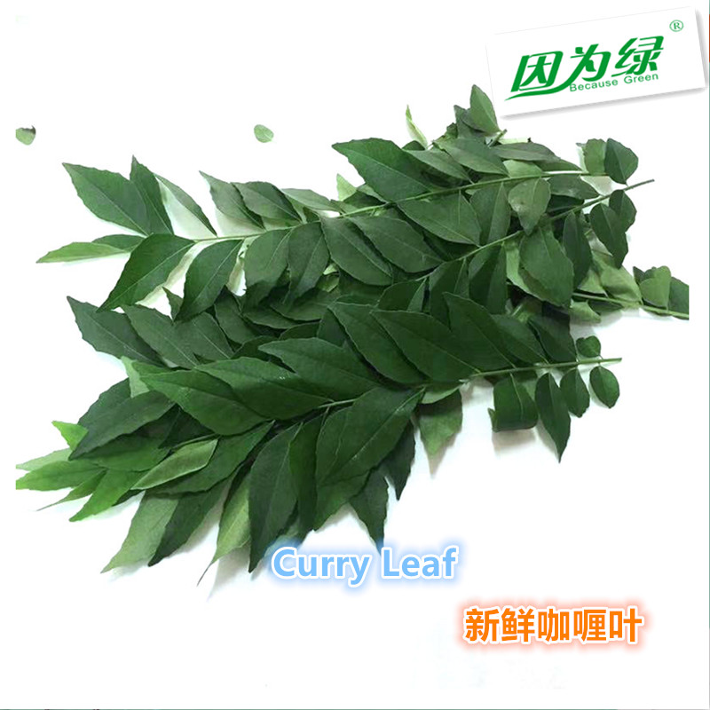 新鲜香料 咖喱叶 curry leave 250g 江浙沪皖5件包邮 - 图0