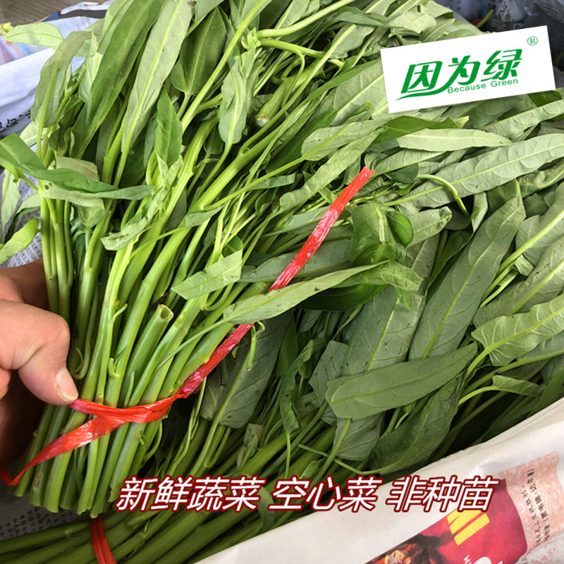 新鲜蔬菜 空心菜 通心菜 非种苗 泰国菜 虾酱空心菜 多种规格可选 - 图2