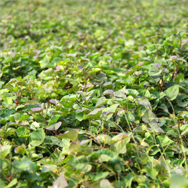 现挖带箱10斤六鳌农家红心新鲜红薯 瑶果林番薯