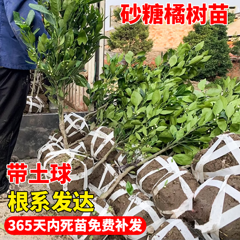 沙糖桔树苗地栽盆栽南方北方种植橘子树苗柑桔果树果苗嫁接砂糖橘