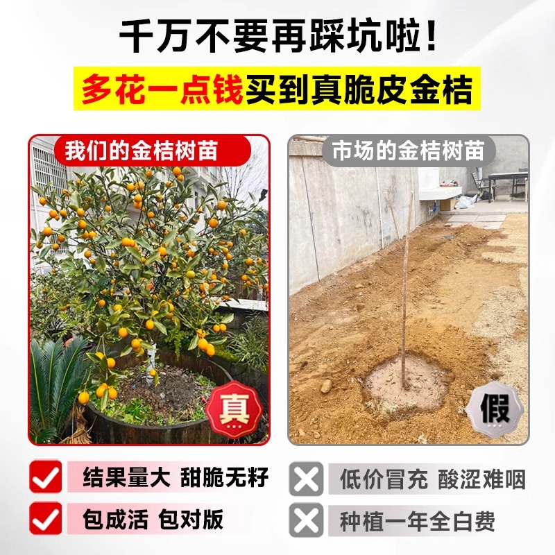 脆皮金桔树树苗带果橘子树果树苗南北方耐寒盆栽庭院地栽四季种植