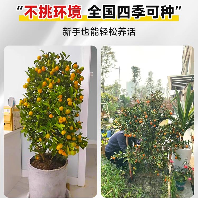 融安脆蜜金桔苗可食用树苗客厅盆栽果苗带果脆皮橘子果树四季种植