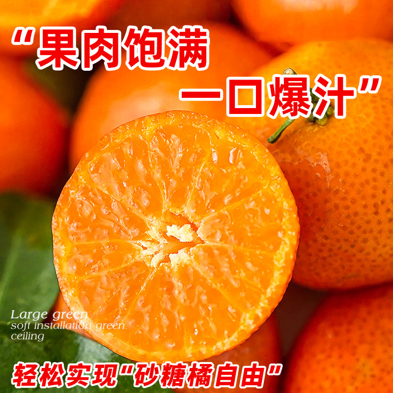 正宗广西砂糖橘树苗沙糖桔子树苗橙子无籽橘子树果苗南方北方种植