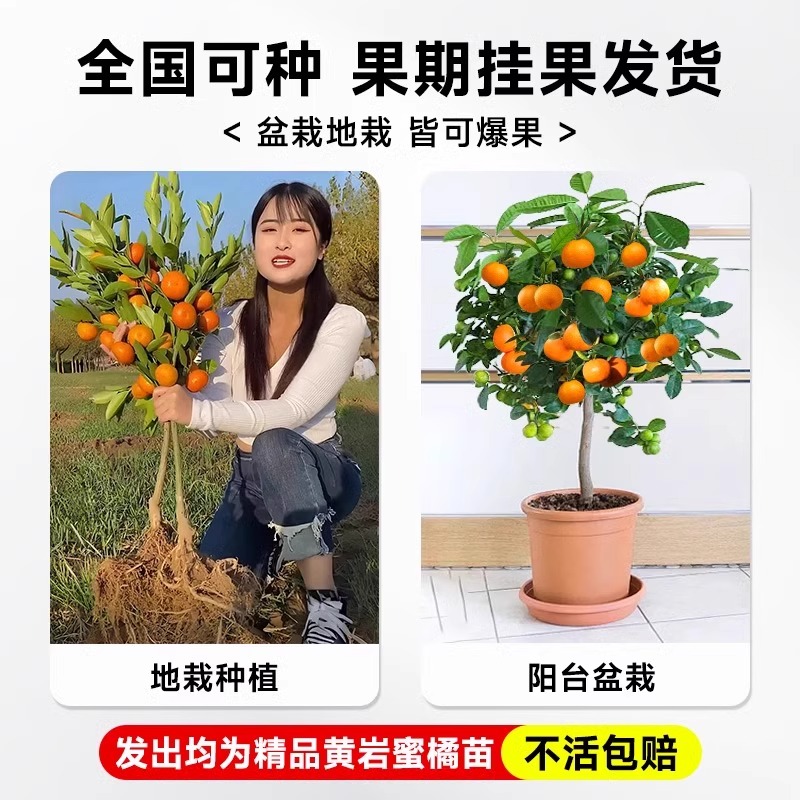 黄岩无核蜜桔苗嫁接桔子树苗甜橘子黄岩蜜桔果树苗当年结果树树苗