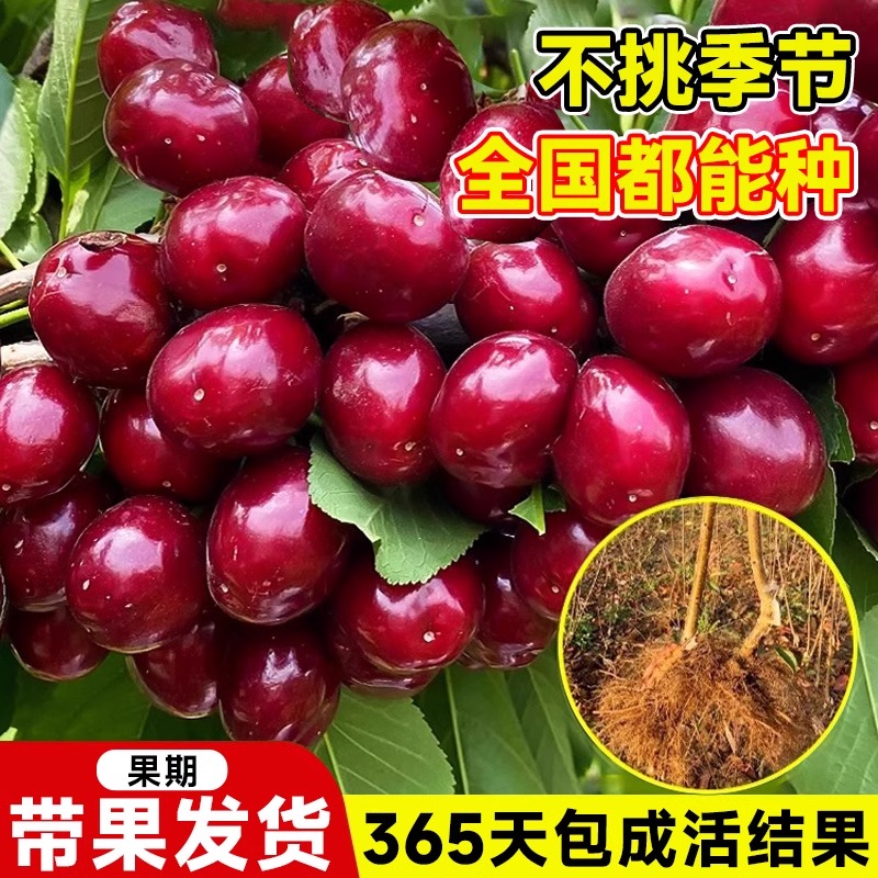 正宗车厘子树苗大樱桃树苗果树果苗嫁接矮化盆栽水果树南方北种植