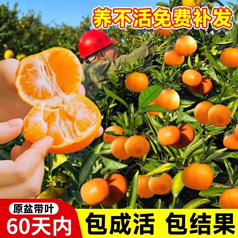 黄岩无核蜜桔苗嫁接桔子树苗甜橘子黄岩蜜桔果树苗当年结果树树苗