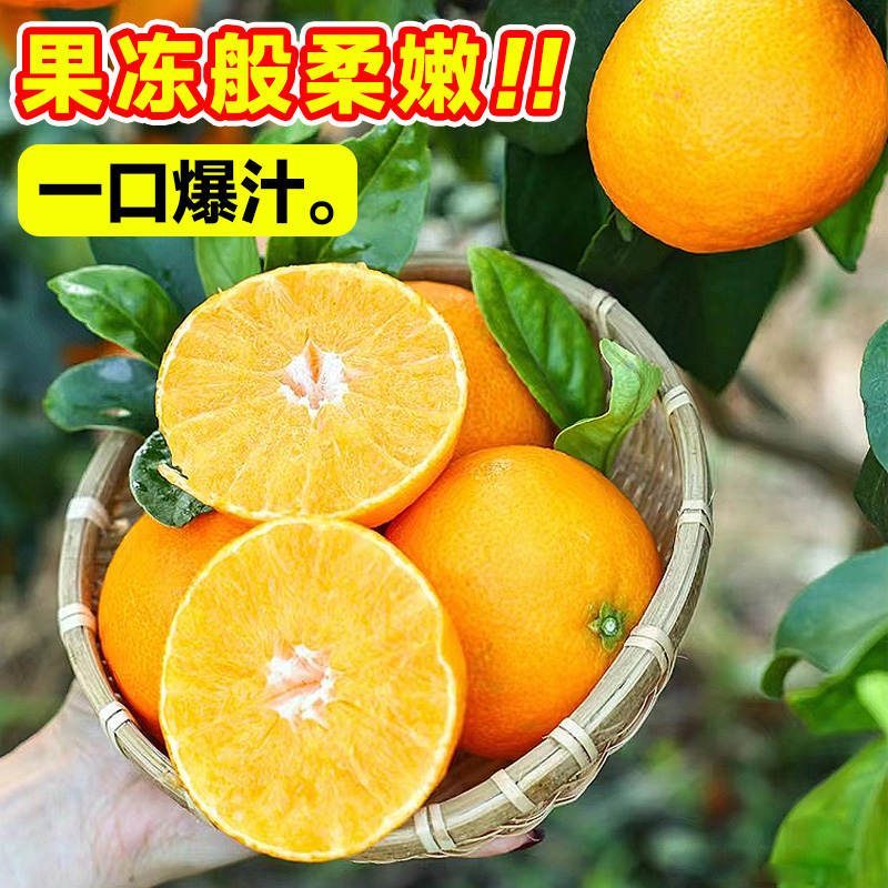 正宗象山红美人柑橘子树苗南方种植砂糖桔子果苗爱媛28号果冻橙