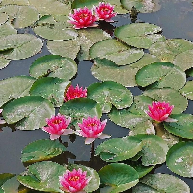 红花睡莲子午莲水生植物池塘莲花造景睡莲根块水培水体湿地绿化 - 图2