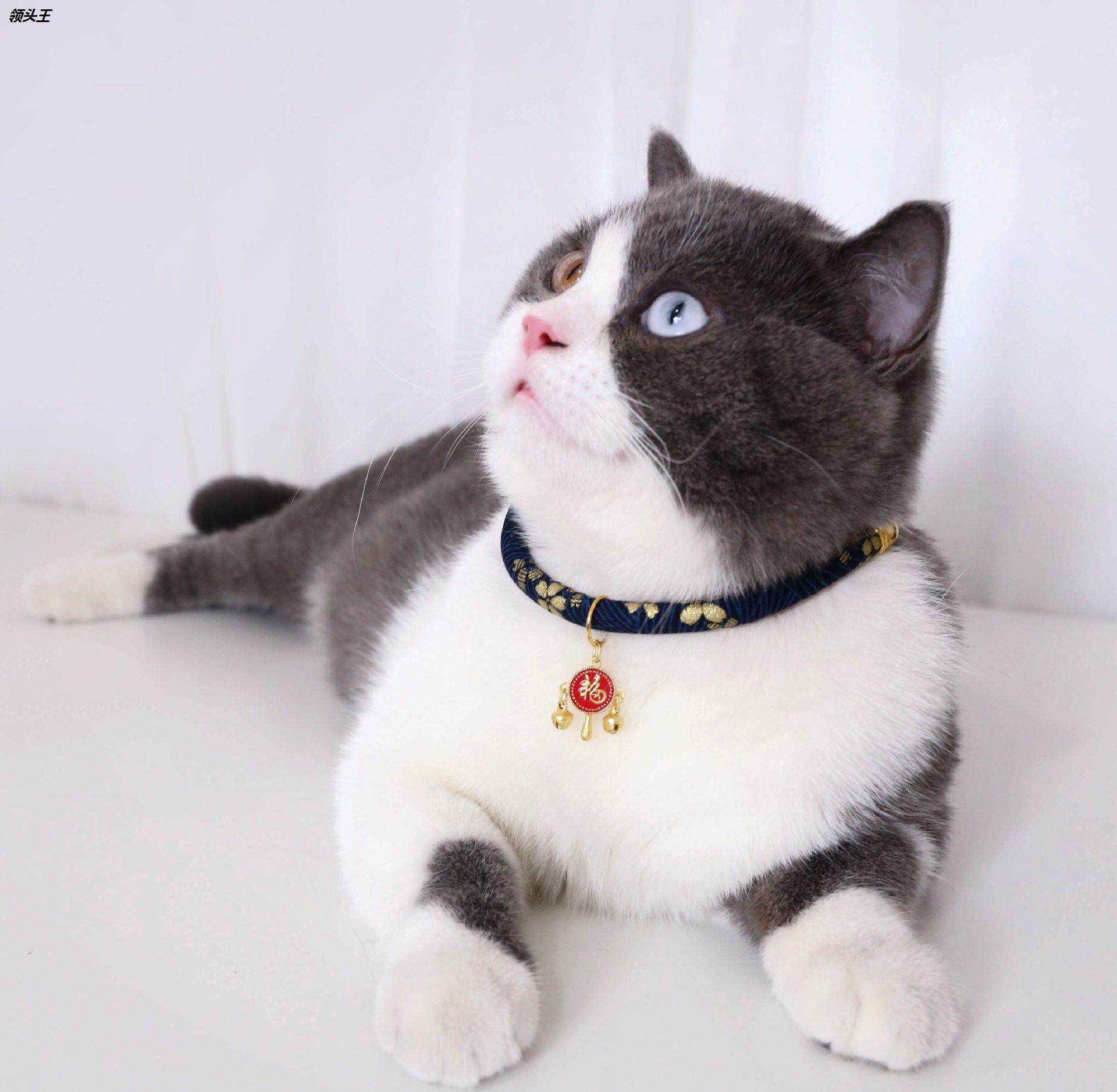 宠物铃铛可调节项圈烫金中国风招财纳福平 安吊坠猫咪狗颈链春节,淘宝优惠券,粉丝福利购,淘宝优惠卷