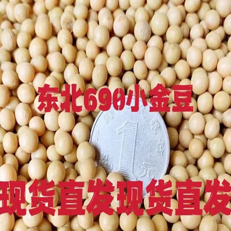 东北极小粒珍珠粒金黄豆690纳豆专用豆浆豆腐发豆芽非转基因芽豆 - 图1