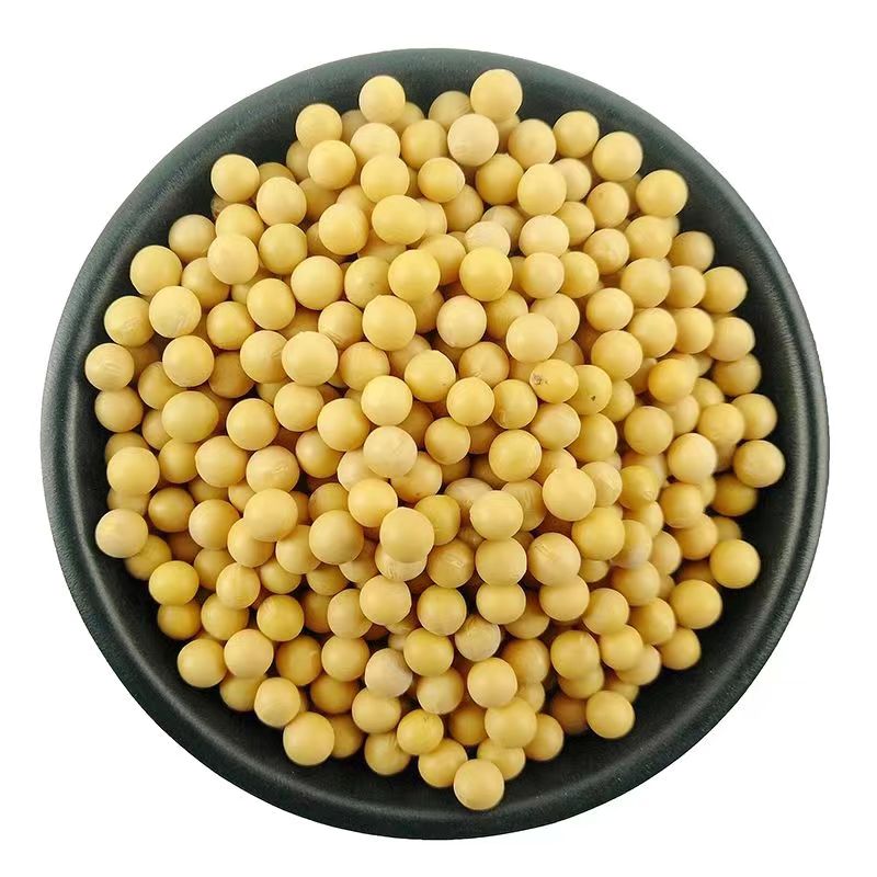 东北极小粒珍珠粒金黄豆690纳豆专用豆浆豆腐发豆芽非转基因芽豆 - 图3