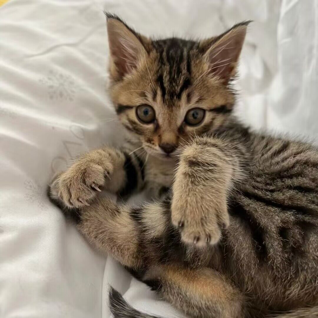 狸花猫幼崽纯种梨花猫 猫 狸花猫捕鼠中华田园猫周边同城虎斑猫咪 - 图2