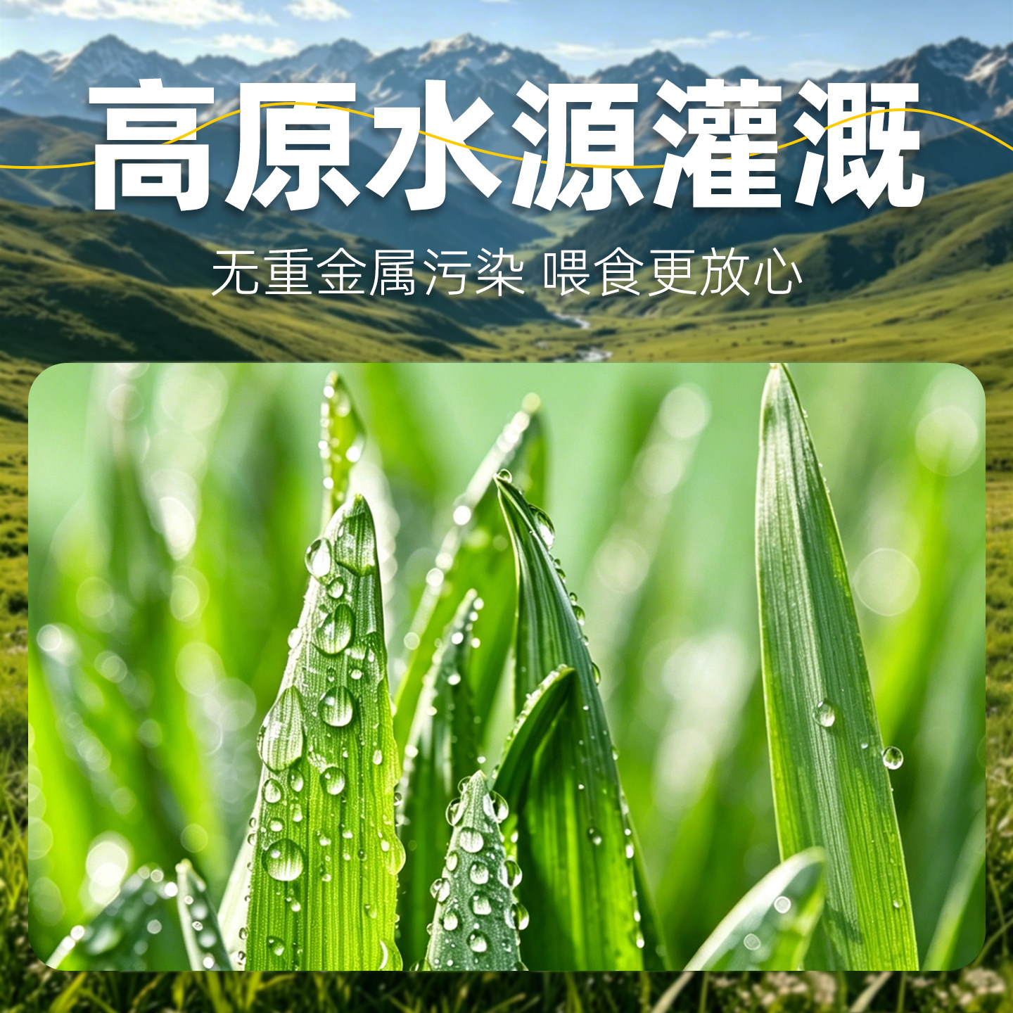 提摩西草烘干牛宠高纤维荷兰猪粮幼兔豚鼠粮兔子专用饲料提草兔粮