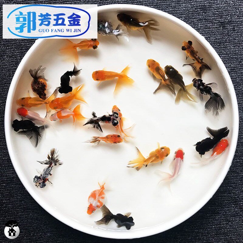 小金鱼草 新人首单立减十元 21年8月 淘宝海外
