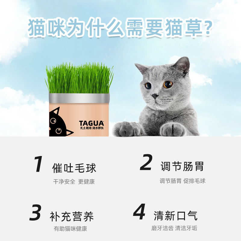 懒人猫草水培盒猫草盆栽种子猫薄荷即食成幼猫去毛球洁齿猫咪零食 宠物用品批发零售 撸宠