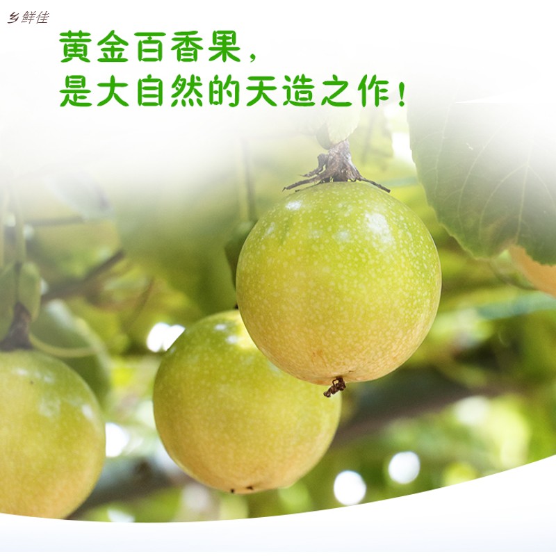 黄金邮百香果图片_2