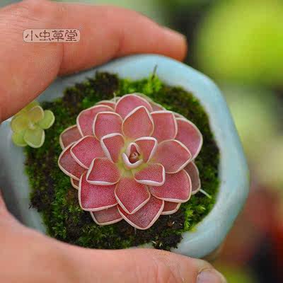 弗洛里捕虫堇吃虫多肉植物盆栽食虫草食人花捕蝇草稀有吸毒草室内 虎窝淘
