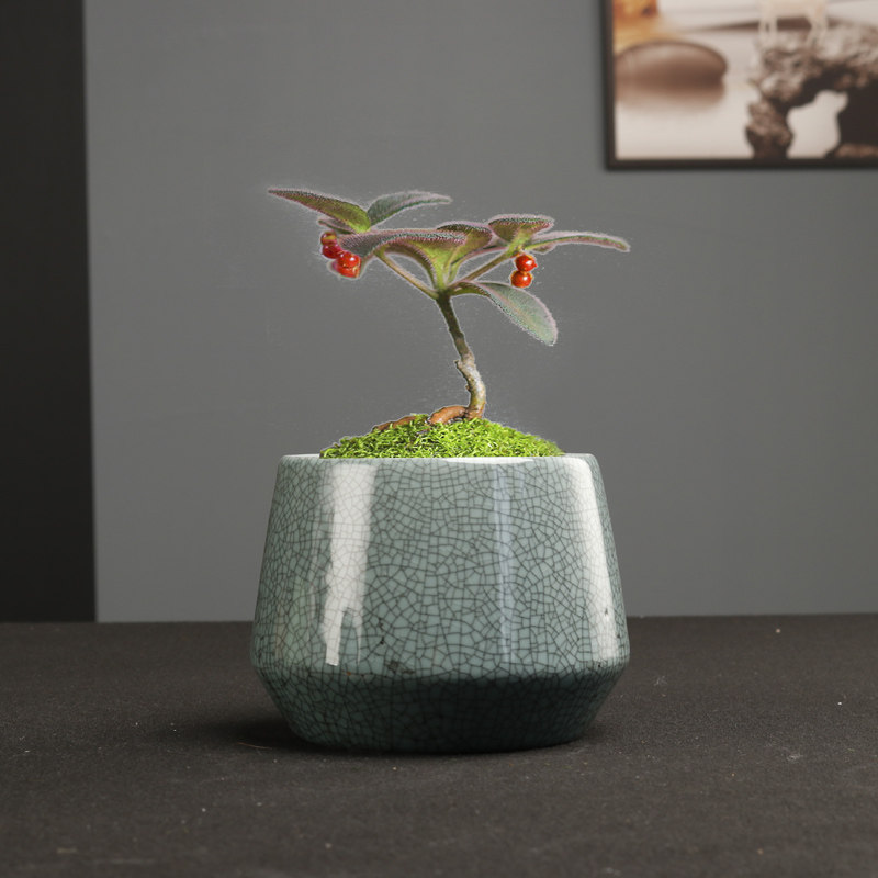 简约文竹花盆哥窑陶瓷小号蝴蝶兰专用多肉绿植盆载桌面微观造景盆,淘宝优惠券,粉丝福利购,淘宝优惠卷