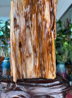 树化玉硅化木摆件冰种木化石400122客厅木化玉缅甸树化石客厅奇石