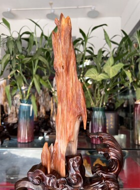 树化玉硅化木摆件冰种木化石400120客厅木化玉缅甸树化石客厅奇石