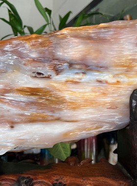 树化玉硅化木摆件冰种木化石400130客厅木化玉缅甸树化石客厅奇石