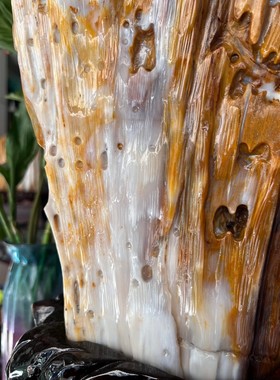 树化玉硅化木摆件冰种木化石128826客厅木化玉缅甸树化石客厅奇石