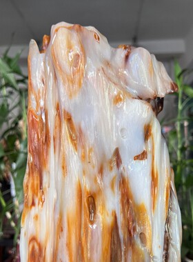 树化玉硅化木摆件冰种木化石500118客厅木化玉缅甸树化石客厅奇石